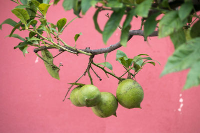 Close-up of lemon growing on tree