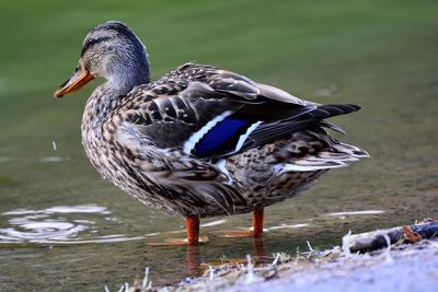 Close-up of mallard duck