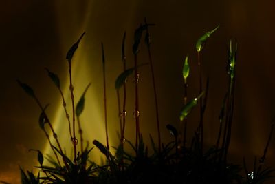 Close-up of plants at night