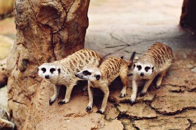 Close-up of zebras on tree trunk