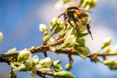 Close-up of bee on flower
