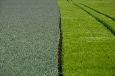 High angle view of tracks on green field