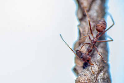 Close-up of insect on plant