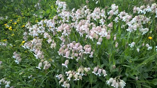 Close-up of white flowering plants on field