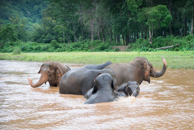 Elephants in water by trees