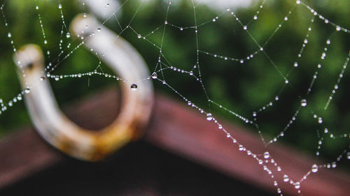 Close-up of wet spider web