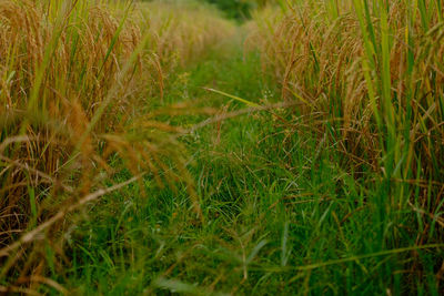 Close-up of wheat growing on field