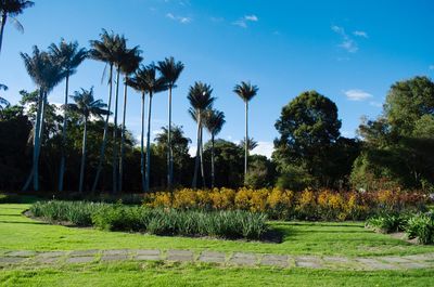 Trees on field