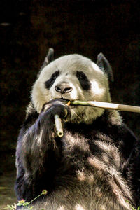 View of panda eating plant