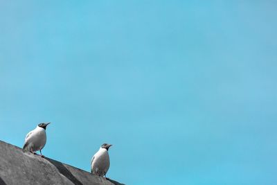 Low angle view of birds perched against clear sky