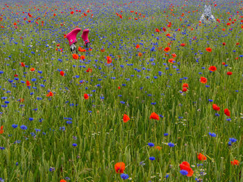 View up of colorful flowers growing in field