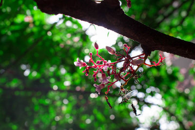 Close-up of fresh red flowers on tree