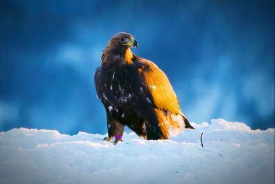 Bird perching on a snow