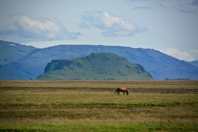 Horses grazing on field against sky