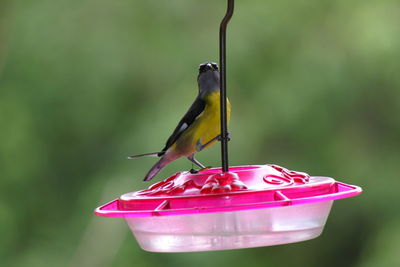 Close-up of bird perching on feeder