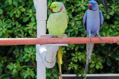 View of parrot perching on metal