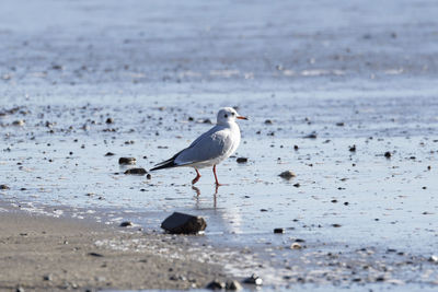 Seagull perching on beach