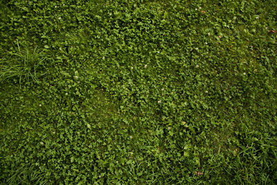 Full frame shot of plants on field