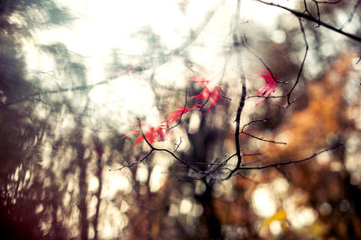 Close-up of tree against sky