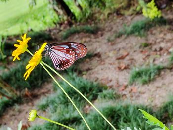 Close-up of butterfly perching on flower