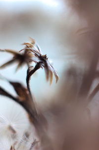 Close-up of feather on plant