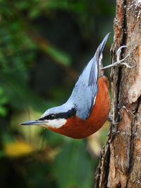 Close-up of bird perching on a tree