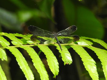 Close-up of butterfly on leaves