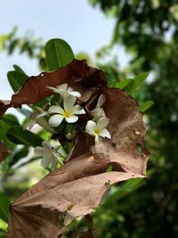 Close-up of flower growing on tree against sky