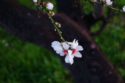 Close-up of flowers on branch