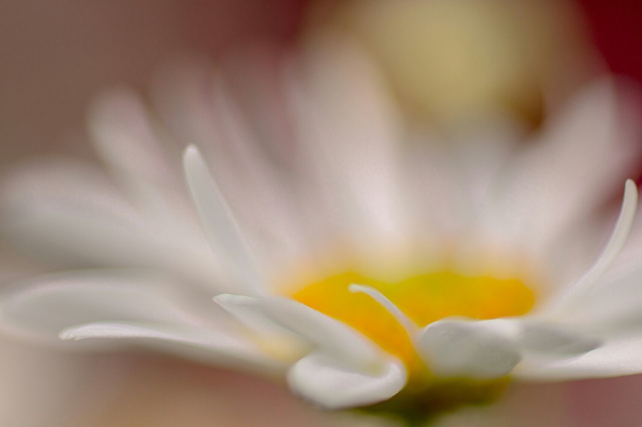 flower, petal, flower head, freshness, fragility, single flower, beauty in nature, close-up, growth, nature, selective focus, pollen, stamen, extreme close-up, yellow, blooming, macro, white color, in bloom, backgrounds