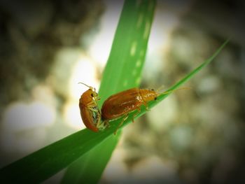 Close-up of insect on plant