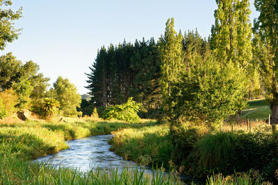 Scenic view of river amidst trees against sky