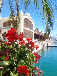 Red flowering plants by building