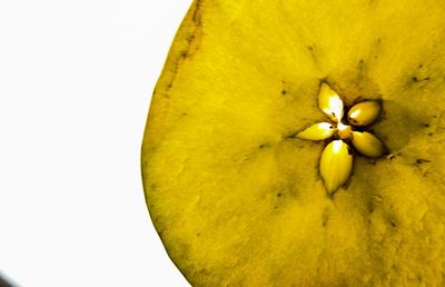 Close-up of yellow flower