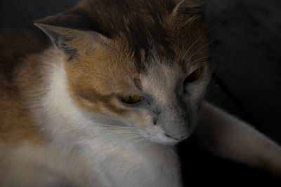cat