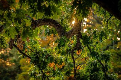 Low angle view of tree