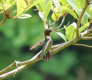 Close-up of insect on tree