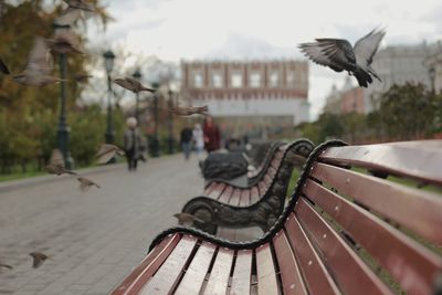 Bird flying over water