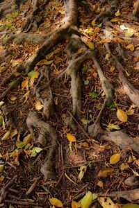 Close-up of tree roots