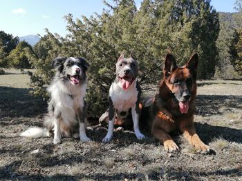 Portrait of dogs sitting on land