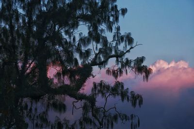 Silhouette trees against sky at dusk