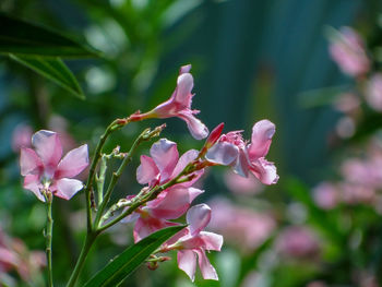 Close-up of pink flowering plant