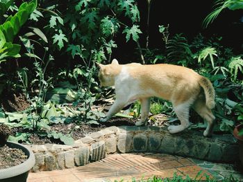 Close-up of cat