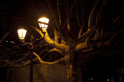 Low angle view of illuminated tree at night