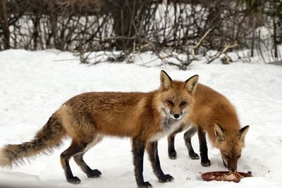 Sharing dinner