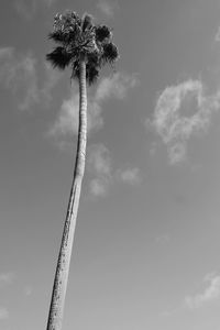 Low angle view of palm tree against sky