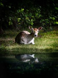 Portrait of horse by water on land