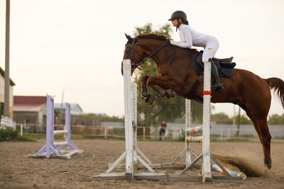 Horse standing on field