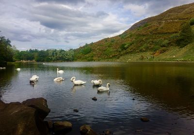 Swans swimming in lake