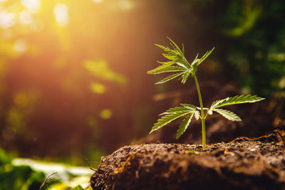 Close-up of small plant growing on tree trunk